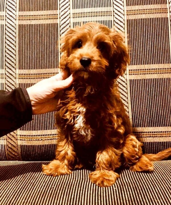 Marsel Cavapoo Marsel Cavapoo