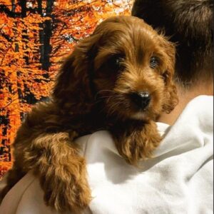 Marsel Cavapoo Marsel Cavapoo
