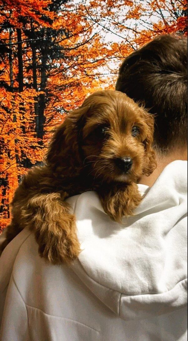 Marsel Cavapoo Marsel Cavapoo