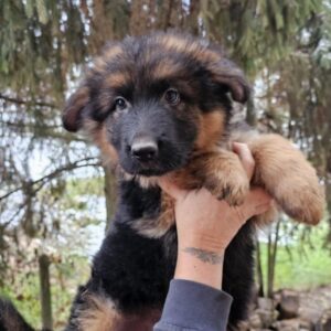 Marsh German Shepherd Marsh German Shepherd