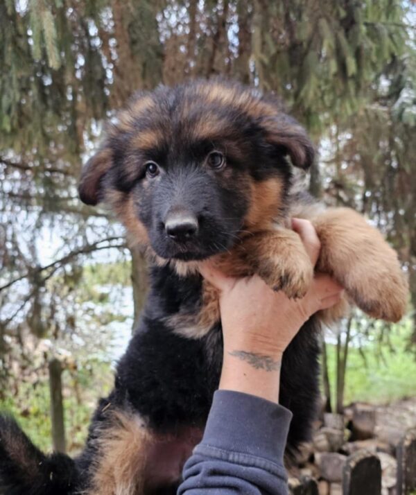 Marsh German Shepherd Marsh German Shepherd