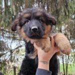 Marsh-male-German-shepherd-puppy-for-sale-1Marsh-male-German-shepherd-puppy-for-sale-1 (2)