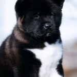 Marusya-female-American-Akita-puppy-for-sale-1