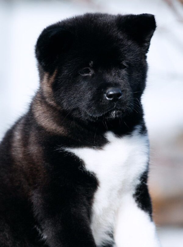 Marusya American Akita Marusya American Akita
