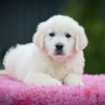 Mallow Golden Retriever