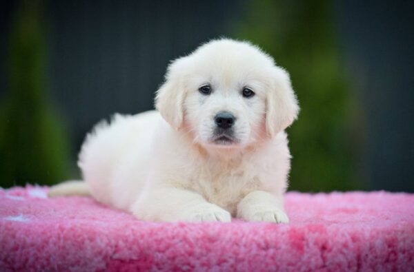 Matador Golden Retriever