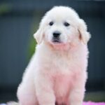 Matador-male-Golden-Retriever-puppy-for-sale-2