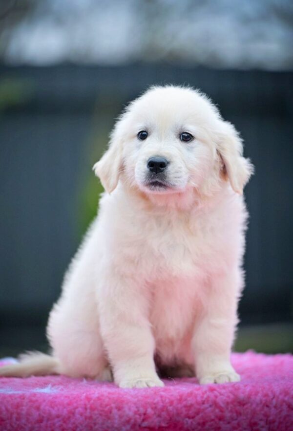 Matador Golden Retriever