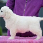 Matador-male-Golden-Retriever-puppy-for-sale-3