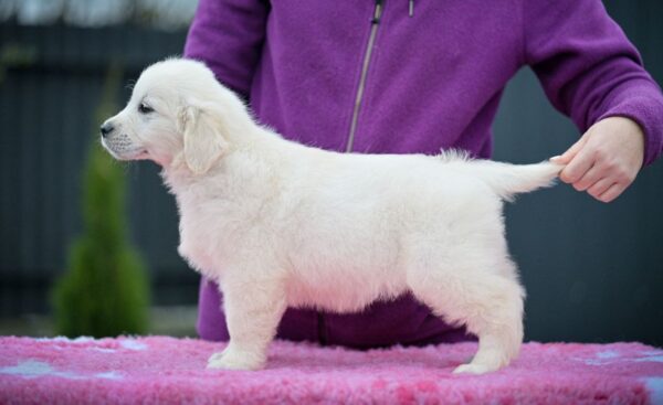 Matador Golden Retriever