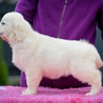 Matador-male-Golden-Retriever-puppy-for-sale-4