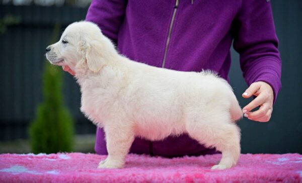 Matador Golden Retriever