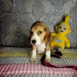 Matias-male-Beagle-puppy-for-sale-1