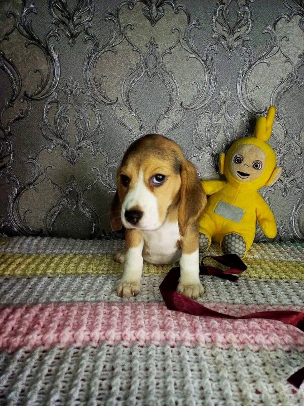 Matias Beagle Matias Beagle