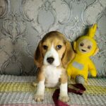 Matias-male-Beagle-puppy-for-sale-2