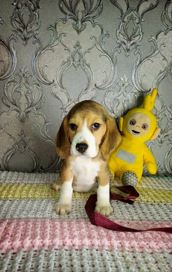 Matias Beagle Matias Beagle