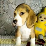 Matias-male-Beagle-puppy-for-sale-3