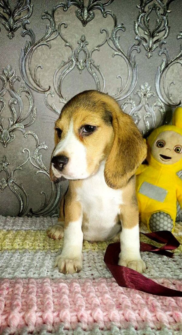 Matias Beagle Matias Beagle