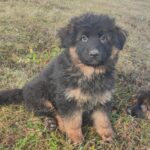 Maverick-male-German-shepherd-puppy-for-sale-1 (1)