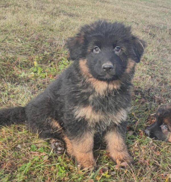 Maverick German Shepherd Maverick German Shepherd