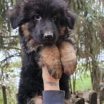 Maverick-male-German-shepherd-puppy-for-sale-1 (2)
