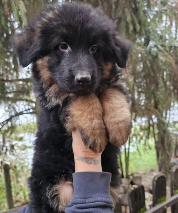 Maverick German Shepherd Maverick German Shepherd