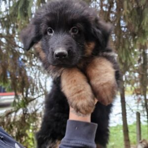 Maverick German Shepherd Maverick German Shepherd