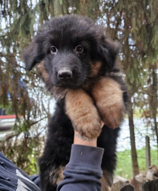 Maverick German Shepherd Maverick German Shepherd