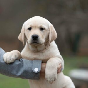 Max Labrador Retriever