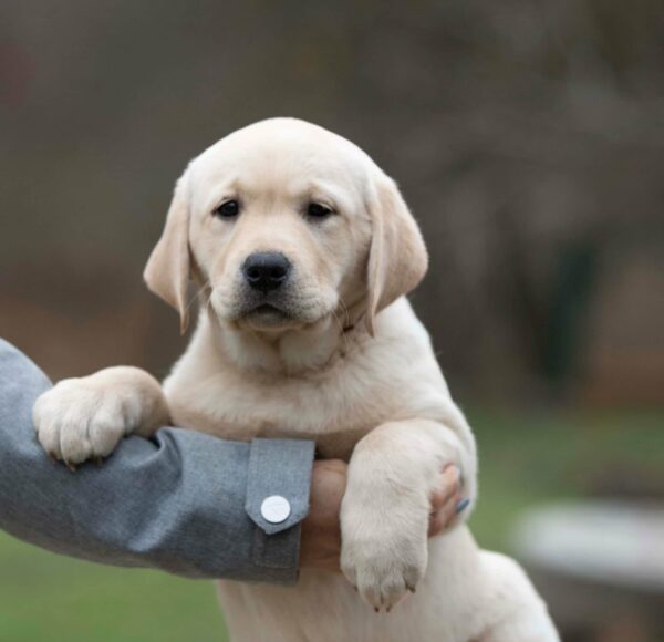 Max Labrador Retriever Max Labrador Retriever