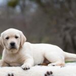 Maxi-female-labrador-retriver-puppy-for-sale-1 (2)
