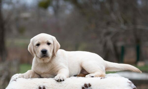 Max Labrador Retriever Max Labrador Retriever