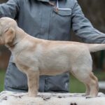 Maxi-female-labrador-retriver-puppy-for-sale-1 (3)