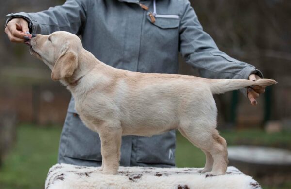 Max Labrador Retriever Max Labrador Retriever