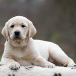 Maxi-female-labrador-retriver-puppy-for-sale-1 (4)
