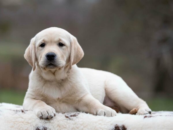 Max Labrador Retriever Max Labrador Retriever