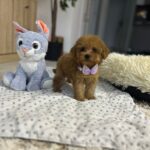 Mici-female-maltipoo-puppy-for-sale- (1)
