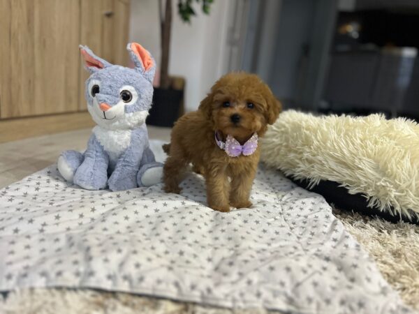 Mici Maltipoo