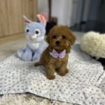 Mici-female-maltipoo-puppy-for-sale- (3)