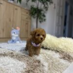 Mici-female-maltipoo-puppy-for-sale- (4)