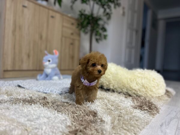 Mici Maltipoo