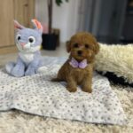 Mici-female-maltipoo-puppy-for-sale- (5)