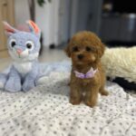 Mici-female-maltipoo-puppy-for-sale- (6)