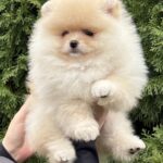 Mimi-female-pomeranian-puppy-for-sale-1