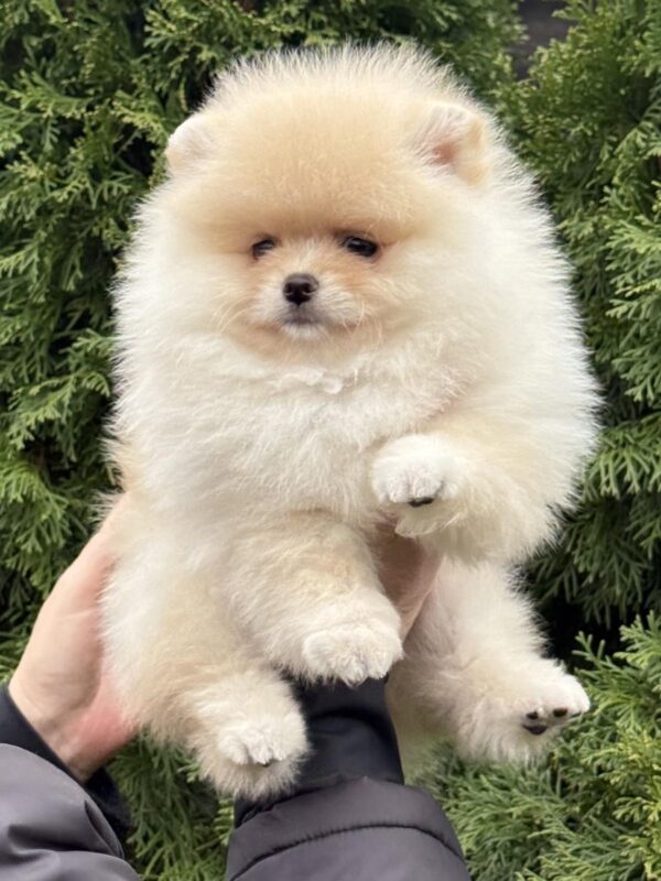 Mimi Pomeranian Mimi Pomeranian