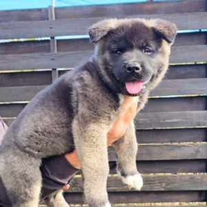 Montana American Akita