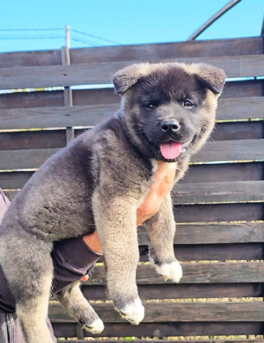 Montana American Akita Montana American Akita