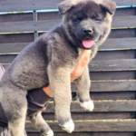 Montana-female-American-Akita-puppy-for-sale-1