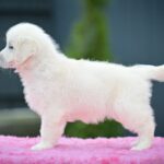 Montana-female-Golden-Retriever-puppy-for-sale-1