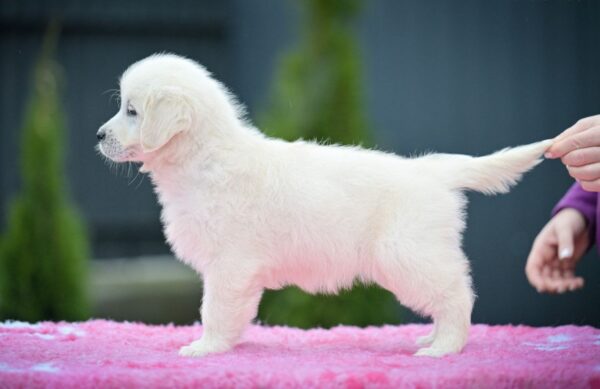 Montana Golden Retriever Montana Golden Retriever